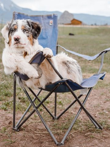A dog sitting in a folding chair with mountains in the background.