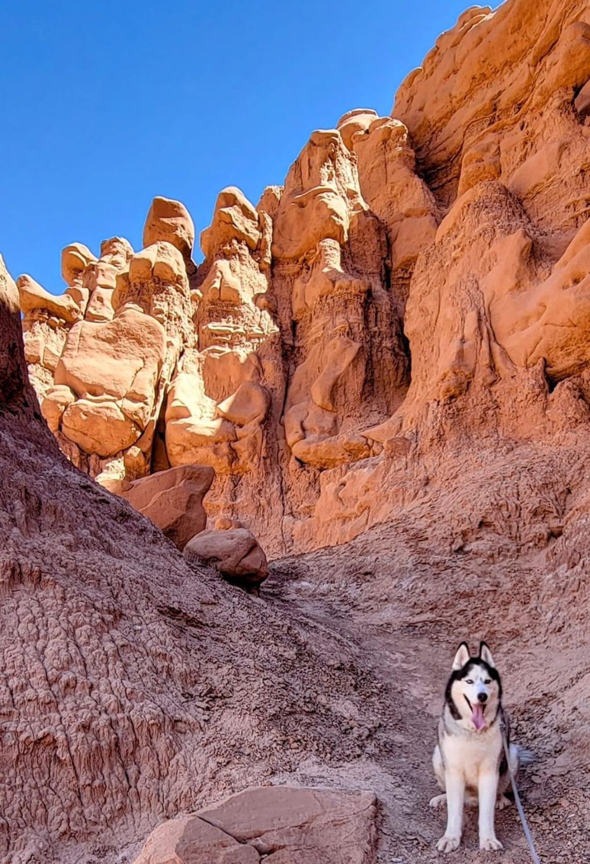 A husky dog standing on a trail in Utah National Parks.