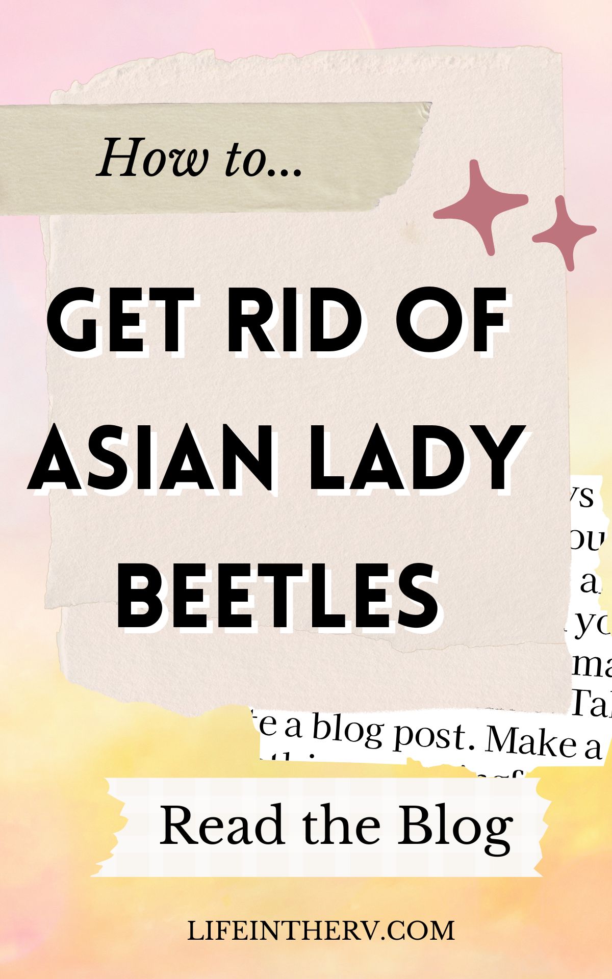 How to Get Rid of Asian Lady Beetles | Life in The RV