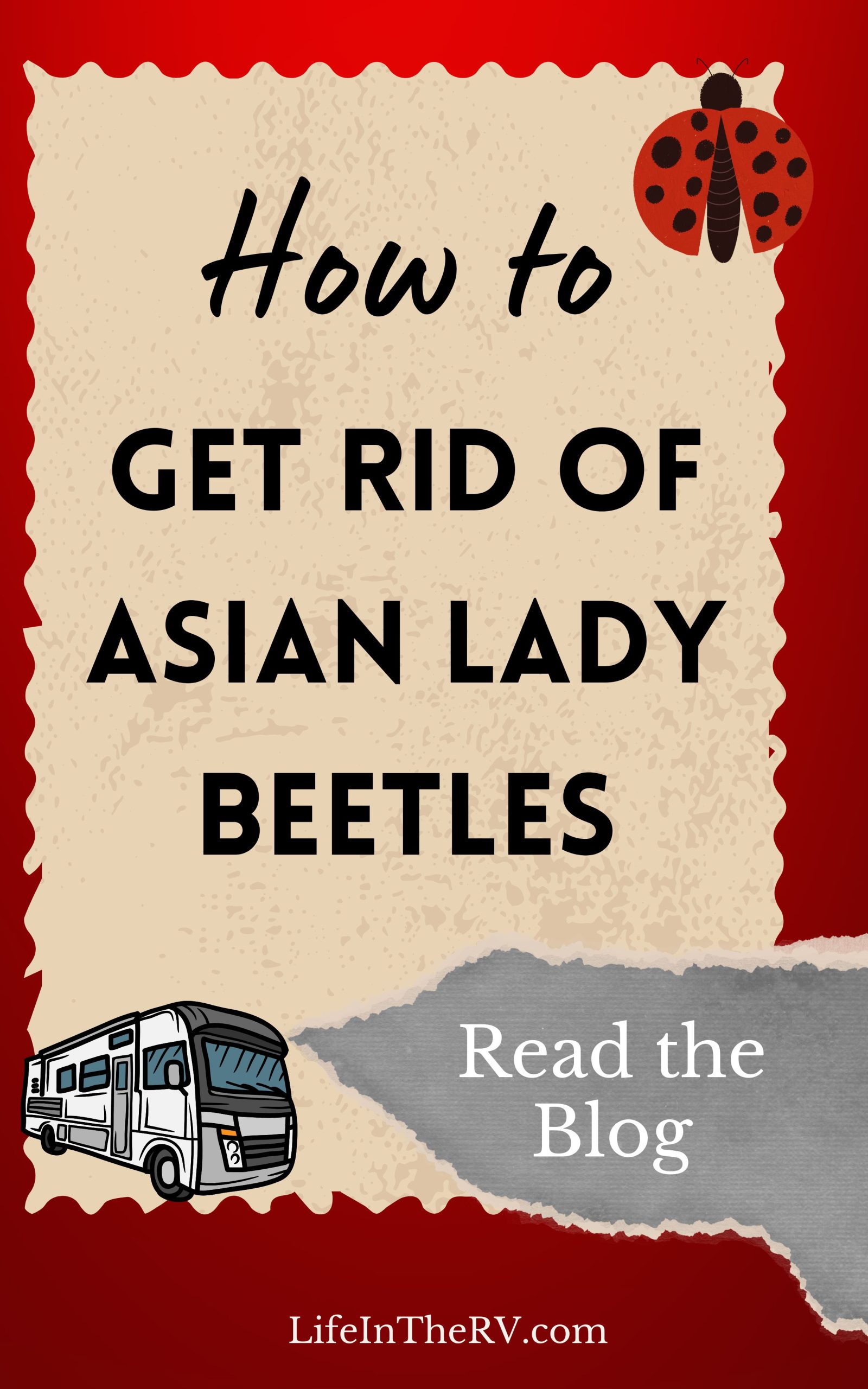 How to Get Rid of Asian Lady Beetles | Life in The RV