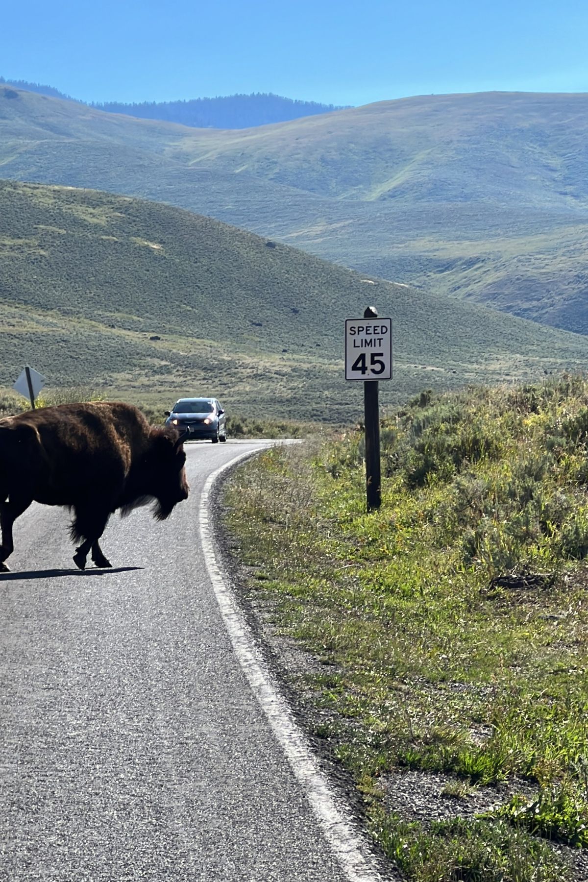 A bison crosses a paved road in front of a car, passing a speed limit 45 sign, while grassy hills and mountains stretch beyond—a classic sight for those enjoying RV living full time.