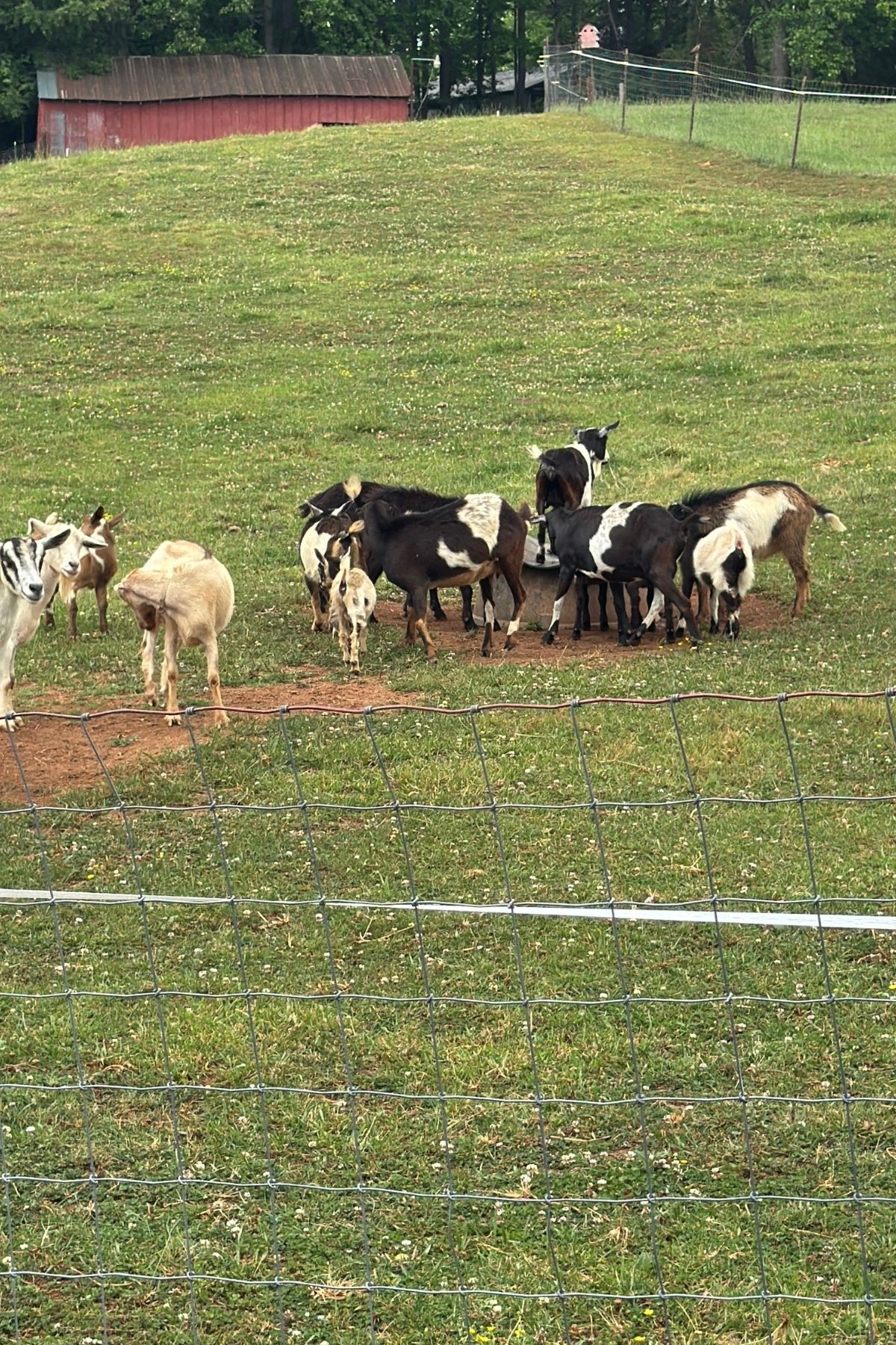 A group of goats with various brown and white markings graze in a grassy, fenced-in pasture near a red barn—a peaceful scene, far removed from the worries of tracking Full Time RV Expenses.