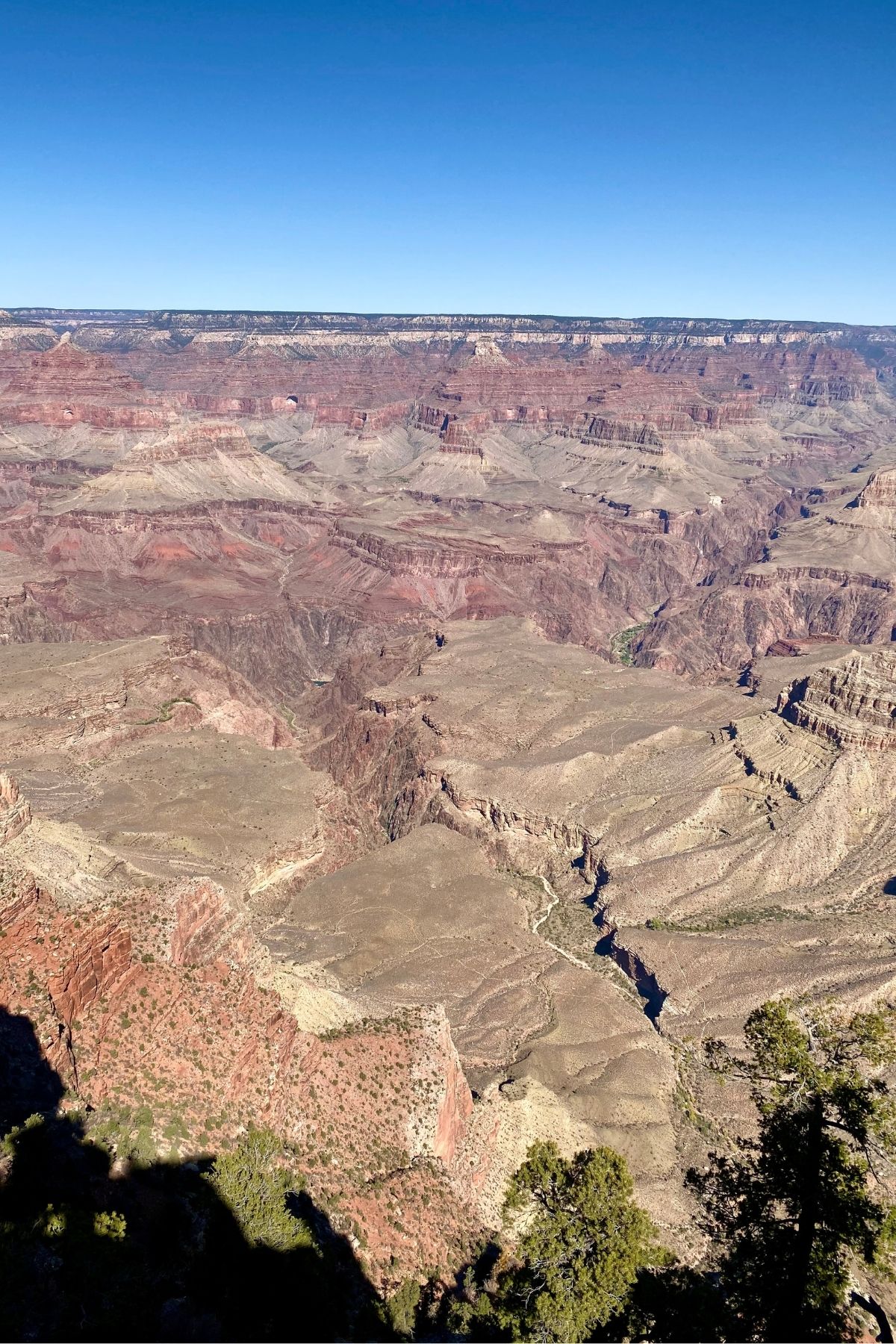View of the Grand Canyon under a clear blue sky, with layered rock formations and deep valleys—an awe-inspiring landscape perfect for semiquincentennial celebrations. Sparse vegetation dots the foreground, enhancing the natural beauty.