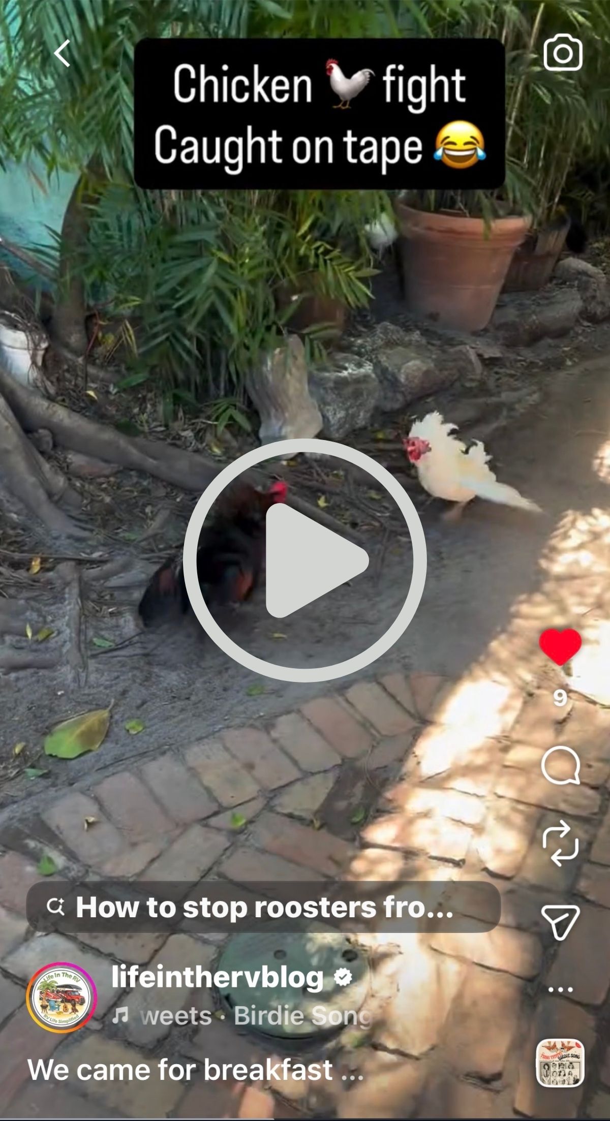 Two chickens, one black and one white, face off on a brick path near some plants, as if preparing to fight. Instagram video interface elements are visible—perfect quirky content for your Florida Keys RV itinerary or a Key Largo to Key West adventure.