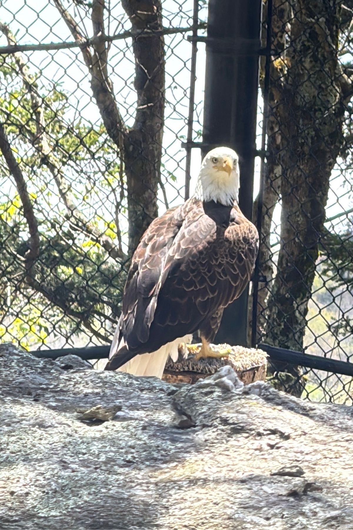 A bald eagle with a white head and yellow beak is perched on a rock in an outdoor enclosure at Green Mountain Thousand Trails, with a chain-link fence and trees in the background.
