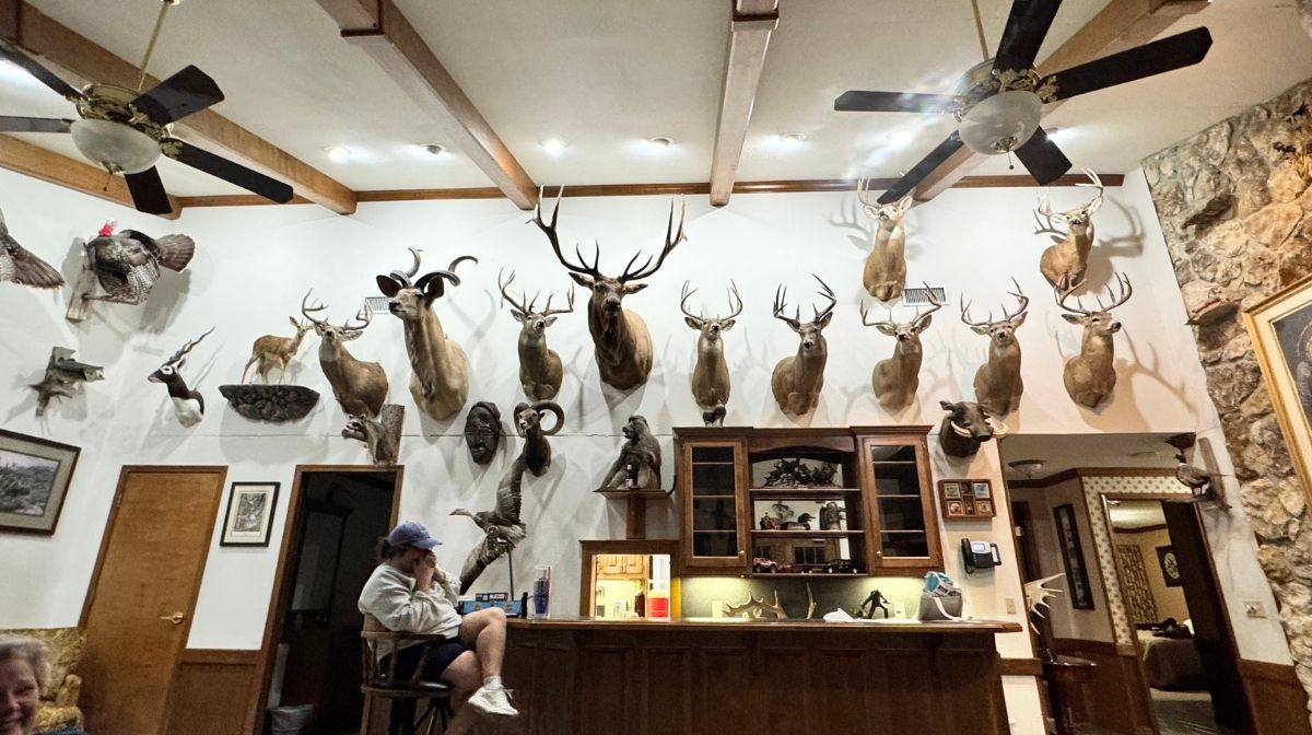 A person sits at a bar in Southeast Kansas, in a room decorated with multiple mounted animal heads—deer and antelope—lining the white walls, with ceiling fans and wooden beams overhead.