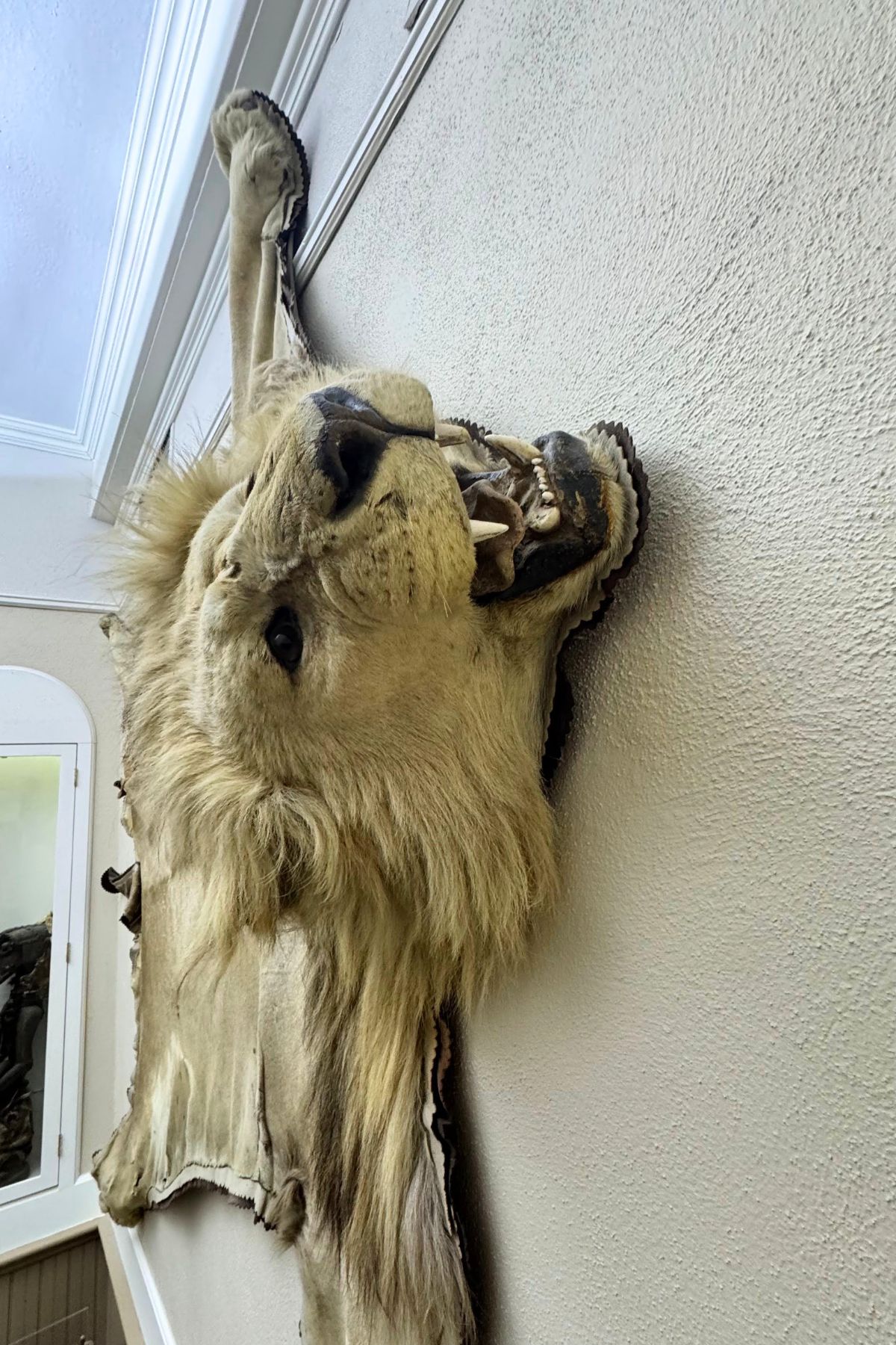 A mounted lion skin rug, reminiscent of rustic Southeast Kansas decor, is displayed on a wall with the head and open mouth facing outward and the limbs spread flat against the surface.