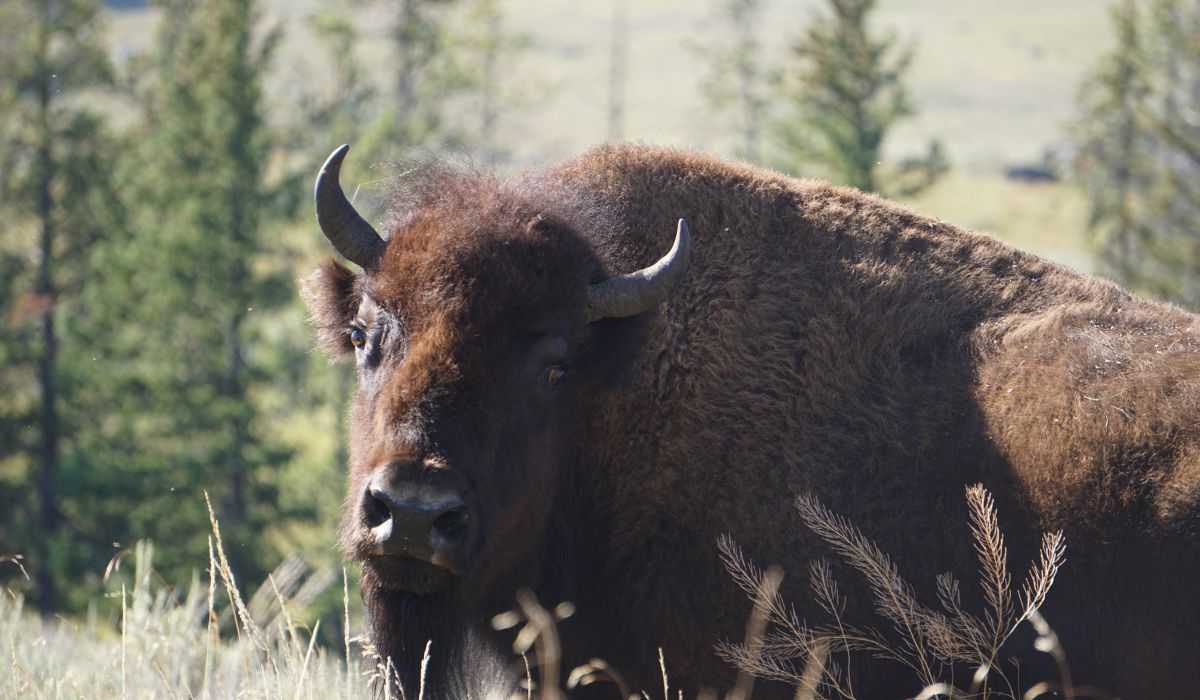 A large bison stands in tall grass with trees and a blurred landscape in the background, capturing the untamed beauty often encountered on an unforgettable RV road trip.